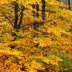 Solska Primeval Forest