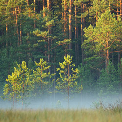 Solska Primeval Forest