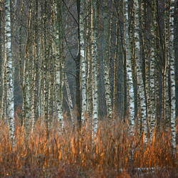 Solska Primeval Forest