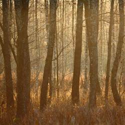 Solska Primeval Forest