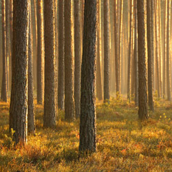 Solska Primeval Forest