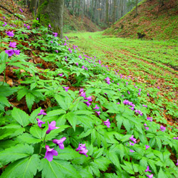 Szczebrzeszyński Park Krajobrazowy, Roztocze Zachodnie