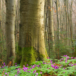 Szczebrzeszyński Park Krajobrazowy, Roztocze Zachodnie