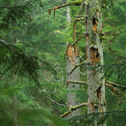 Tanew River Nature Reserve, Landscape Park of the Solska Primeval Forest, Central Roztocze