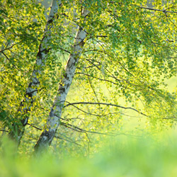 Birches, Landscape Park of the San River Valley, Western Bieszczady