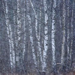 Birches, Bilgoraj Plain