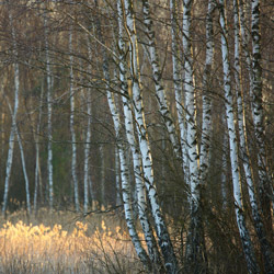 Birches, Bilgoraj Plain