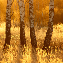 Birches, Bilgoraj Plain