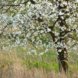 Wild cherry tree, Central Roztocze