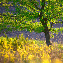 Pear, Central Roztocze