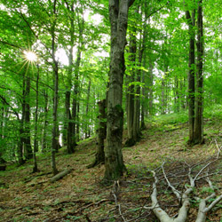 Bieszczadzki Park Narodowy, Bieszczady Zachodnie