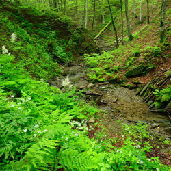 Bieszczady National Park, Western Bieszczady