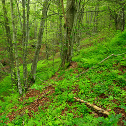 Bieszczadzki Park Narodowy, Bieszczady Zachodnie