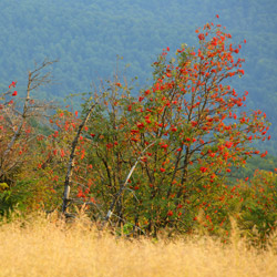 Bieszczadzki Park Narodowy, Bieszczady Zachodnie