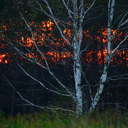 Birch, Bilgoraj Plain