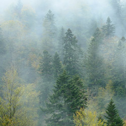 Landscape Park of the San River Valley, Western Bieszczady