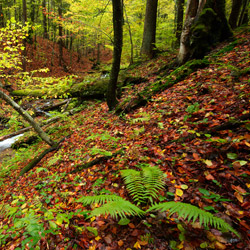 Bieszczadzki Park Narodowy, Bieszczady Zachodnie