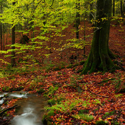 Bieszczady National Park, Western Bieszczady