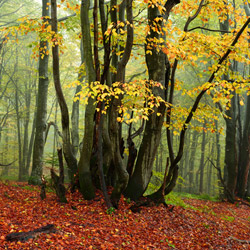 Bieszczadzki Park Narodowy, Bieszczady Zachodnie