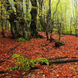 Bieszczady National Park, Western Bieszczady