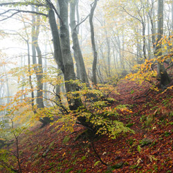 Bieszczadzki Park Narodowy, Bieszczady Zachodnie