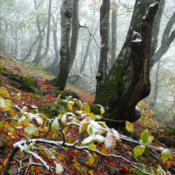 Bieszczadzki Park Narodowy, Bieszczady Zachodnie