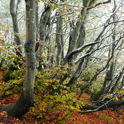 Bieszczadzki Park Narodowy, Bieszczady Zachodnie