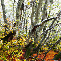 Bieszczady National Park, Western Bieszczady