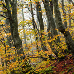 Bieszczadzki Park Narodowy, Bieszczady Zachodnie