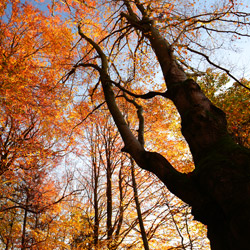 Roztoczański Park Narodowy, Roztocze Środkowe