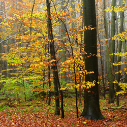 Roztoczański Park Narodowy, Roztocze Środkowe