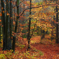 Roztoczański Park Narodowy, Roztocze Środkowe