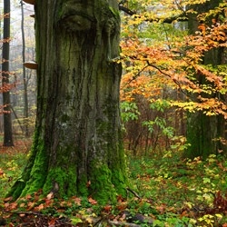 Roztoczański Park Narodowy, Roztocze Środkowe