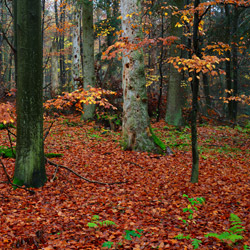 Roztoczański Park Narodowy, Roztocze Środkowe