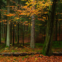 Roztoczański Park Narodowy, Roztocze Środkowe