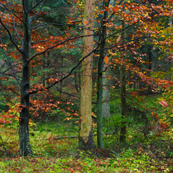 Roztoczański Park Narodowy, Roztocze Środkowe