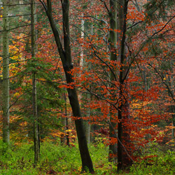 Roztocze National Park, Central Roztocze