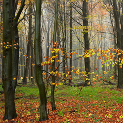 Roztoczański Park Narodowy, Roztocze Środkowe