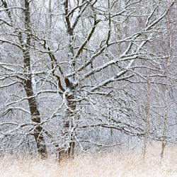 Oaks, Bilgoraj Plain