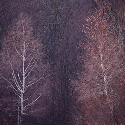 Birches, Bieszczady National Park, Western Bieszczady