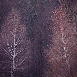 Brzozy, Bieszczadzki Park Narodowy, Bieszczady Zachodnie