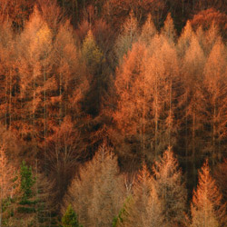 Modrzewie, Bieszczadzki Park Narodowy, Bieszczady Zachodnie