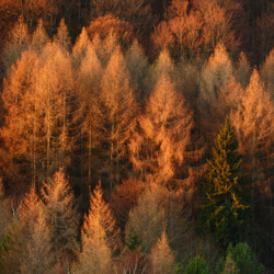 Bieszczady National Park, Western Bieszczady