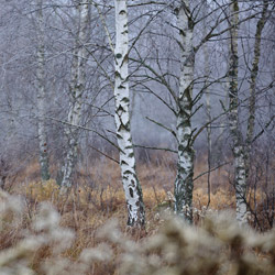 Birches, Bilgoraj Plain