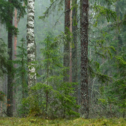 Białowieża National Park, Białowieża Forest