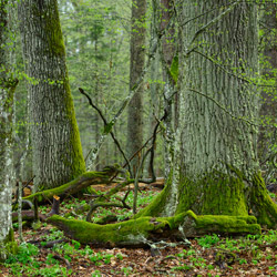 Białowieski Park Narodowy, Puszcza Białowieska