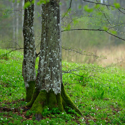 Białowieża National Park, Białowieża Forest