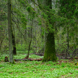 Białowieża National Park, Białowieża Forest