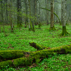 Białowieża National Park, Białowieża Forest
