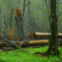 Białowieża National Park, Białowieża Forest